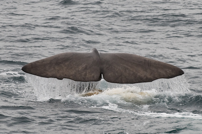 57 Valas Pyrsto 3.jpg - ja tassa kyseisessa tapauksessa Glenn sukeltaa noin 600 metrin syyvyyteen